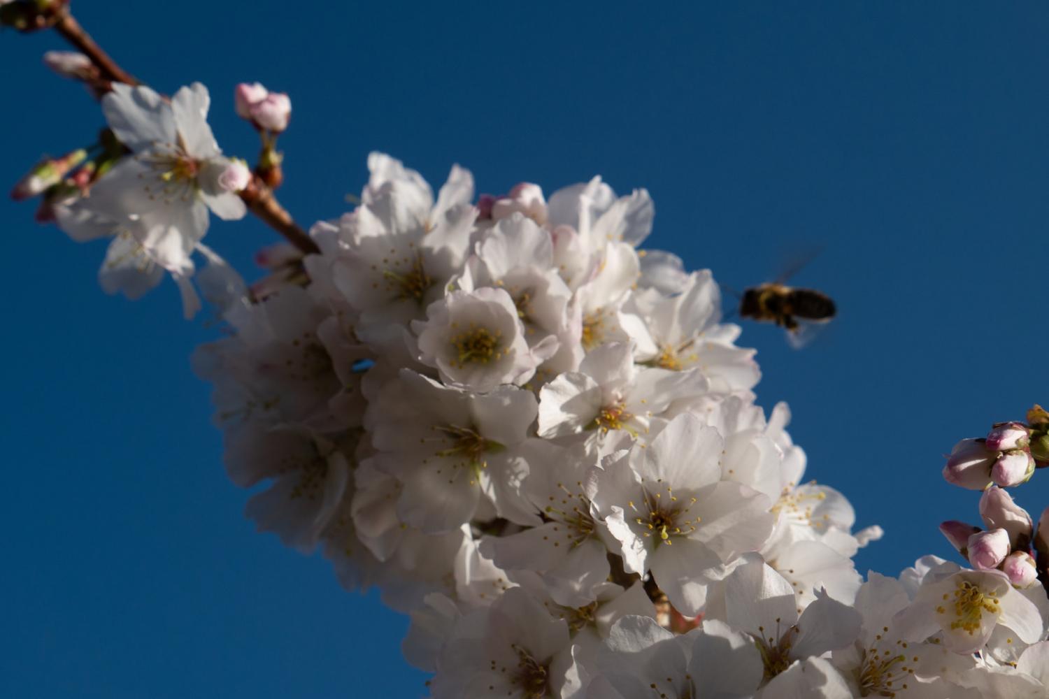 Regenerative Agriculture